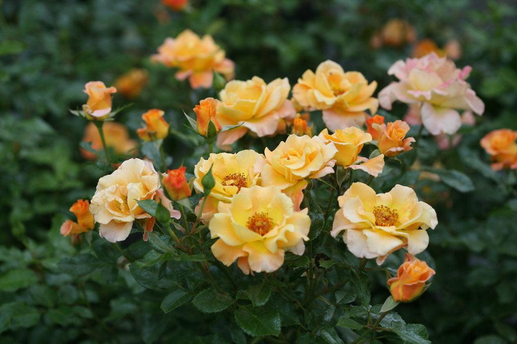 Suñorita® Landscape Rose