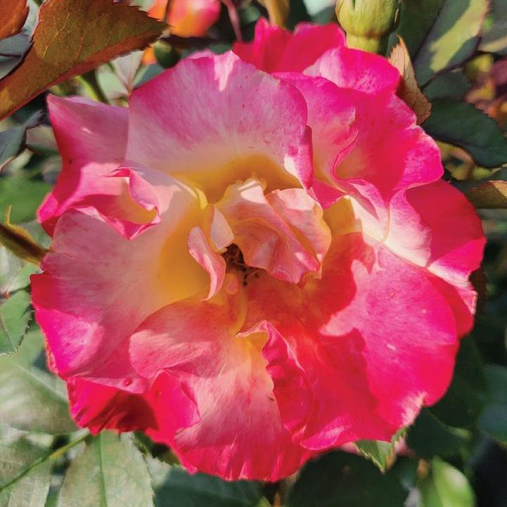 Sunset Horizon Rose
