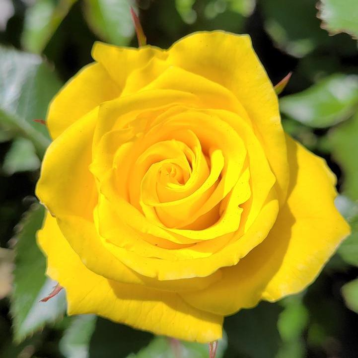 Sunsprite Floribunda Rose