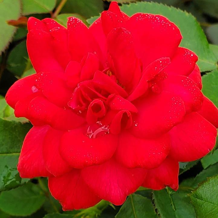 Super Hero Rose