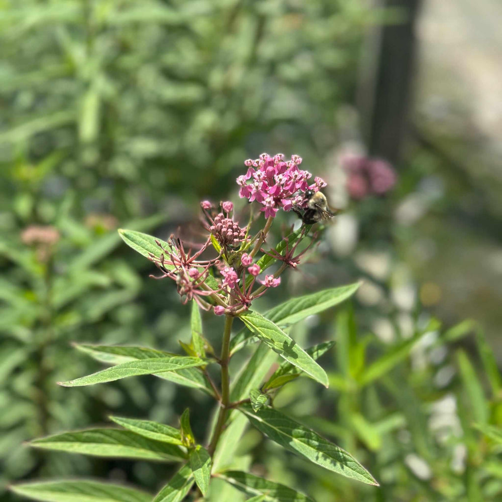 Swamp Milkweed