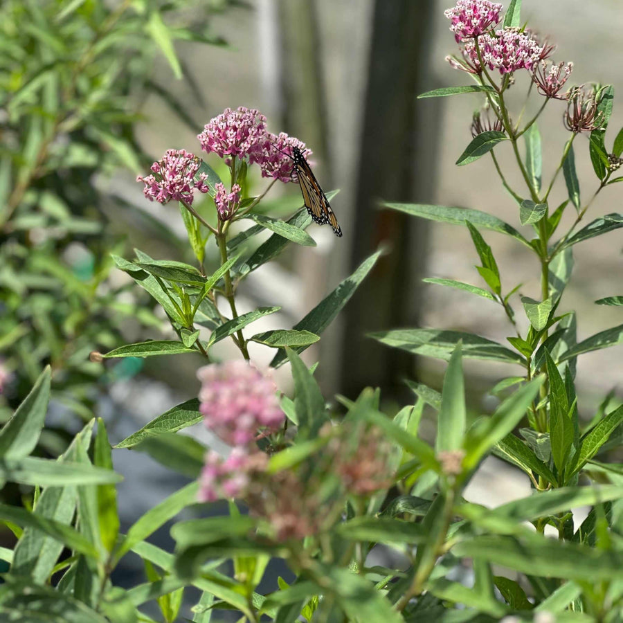 Swamp Milkweed