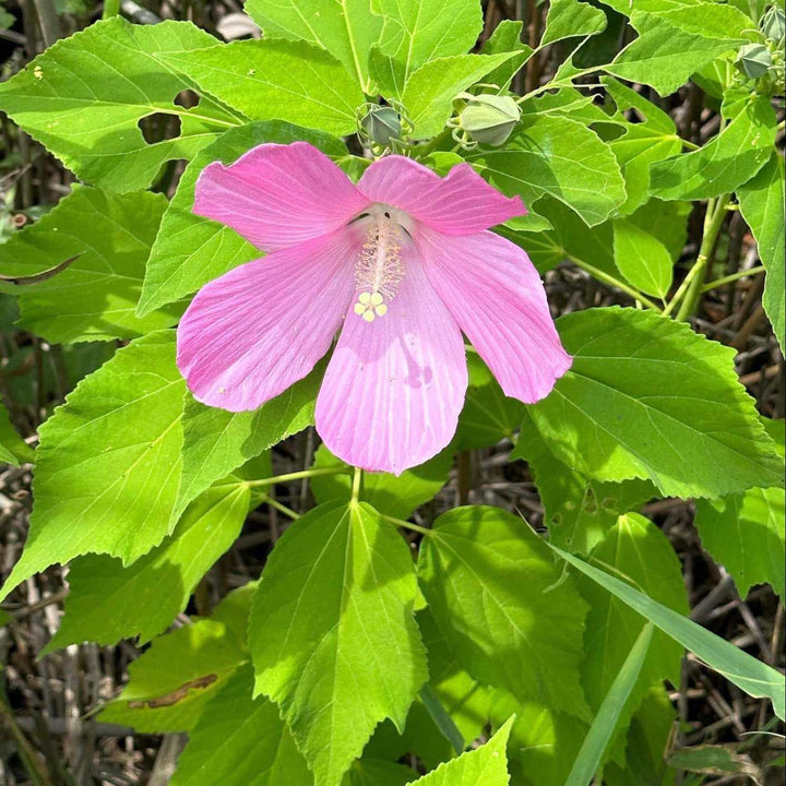 Swamp Rose Mallow