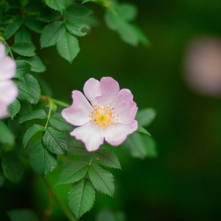 Swamp Rose