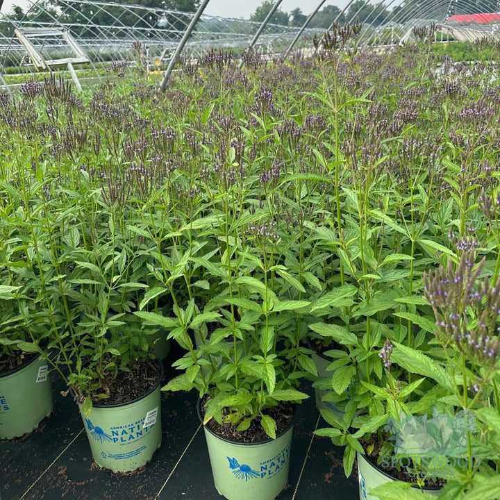 verbena-hastata-blue-vervain