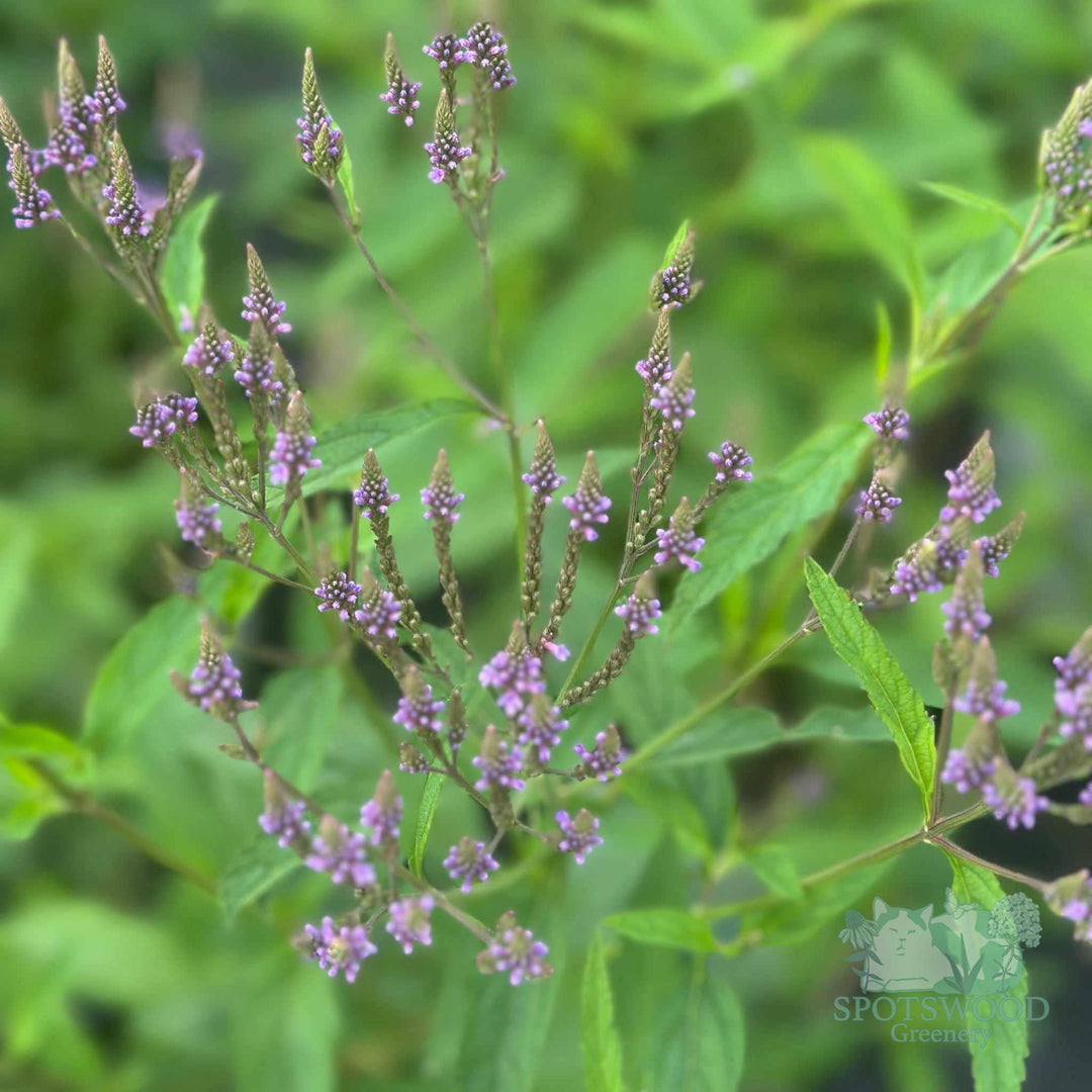 verbena-hastata-blue-vervain