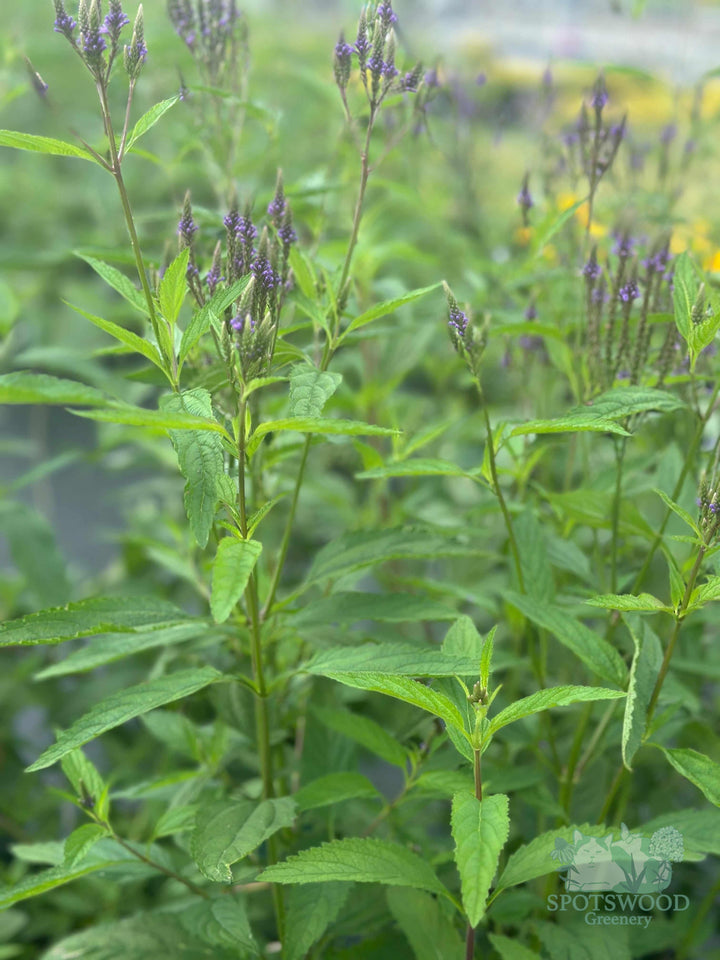 verbena-hastata-blue-vervain