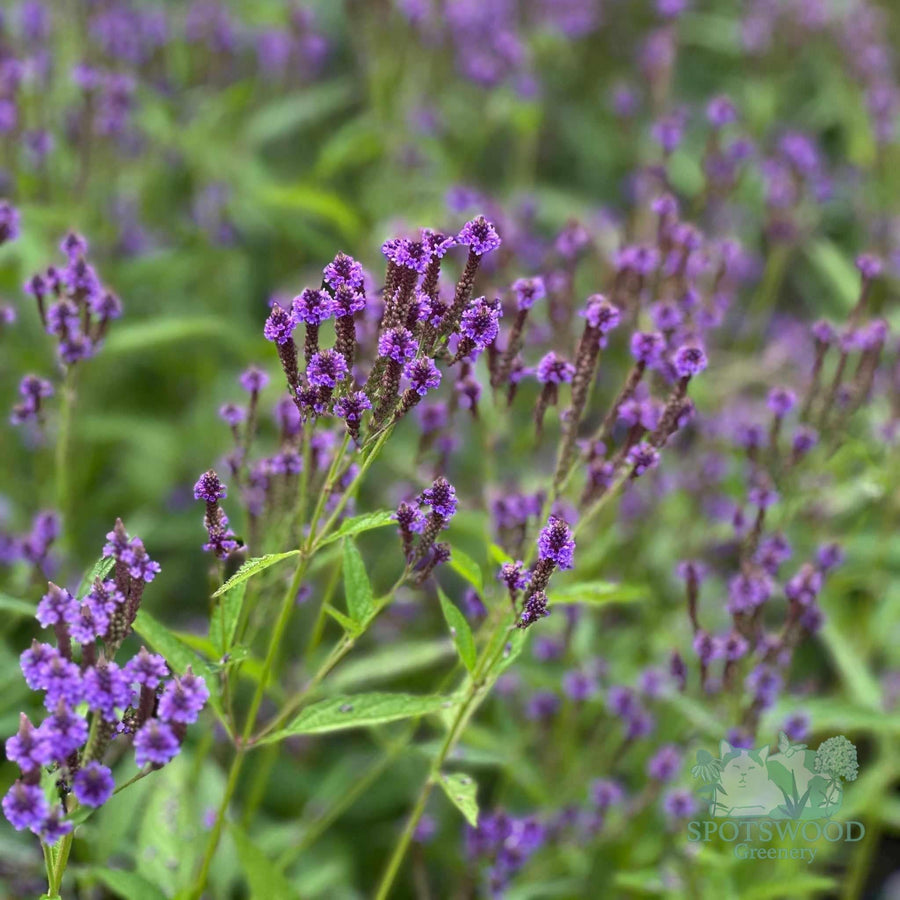 verbena-hastata-blue-vervain
