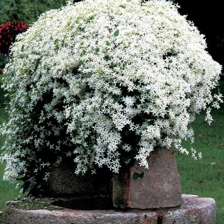 Sweet Autumn Clematis