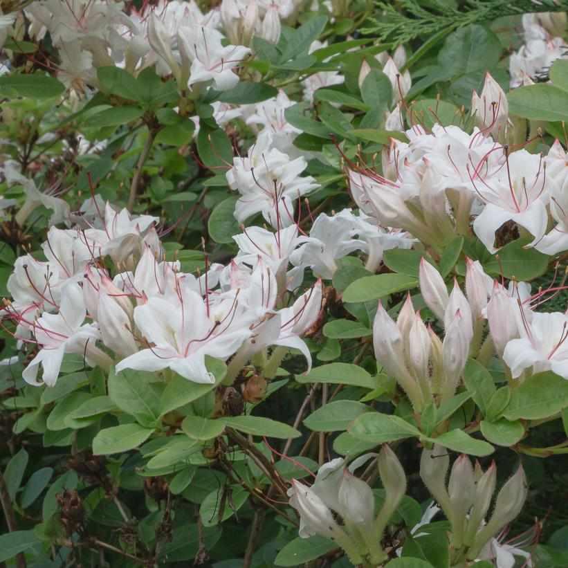 Sweet Azalea