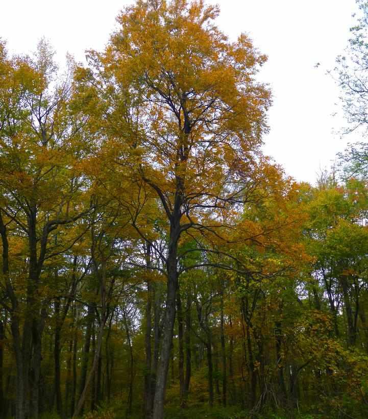 Sweet Birch