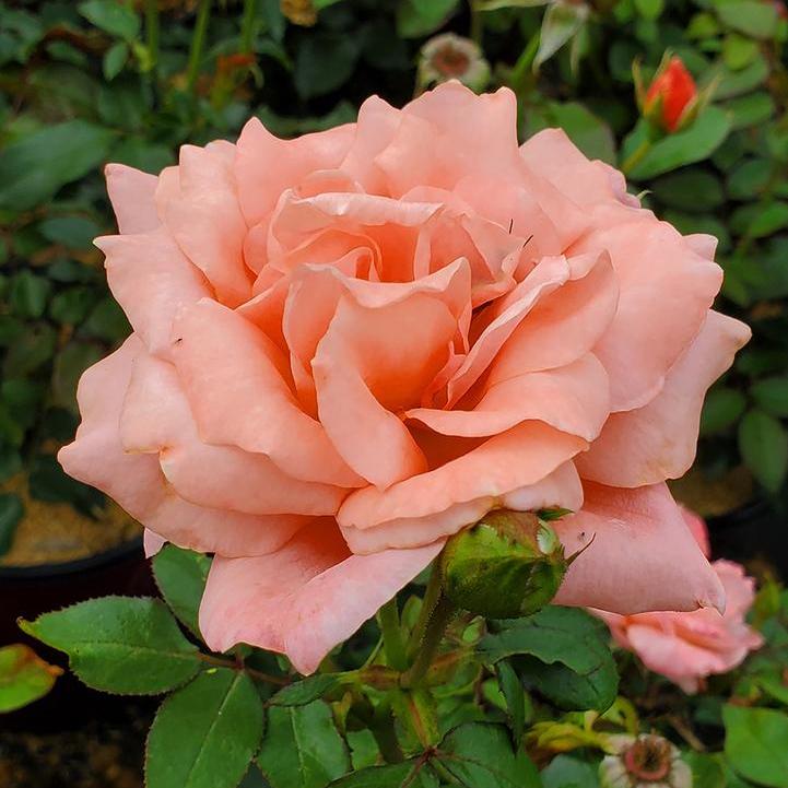 Sweet Fragrance® Rose