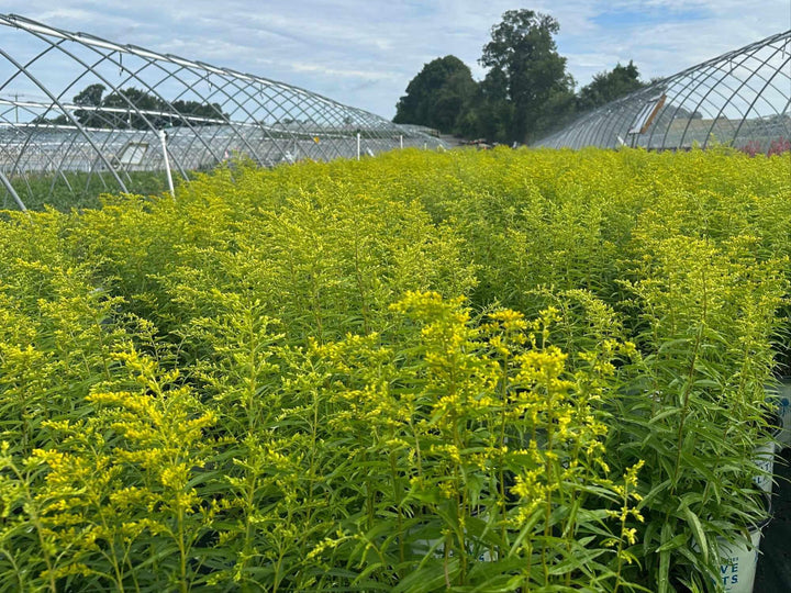 Sweet Goldenrod