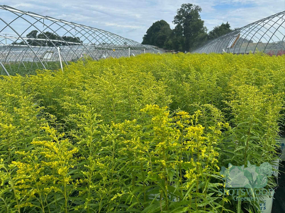 solidago-odora