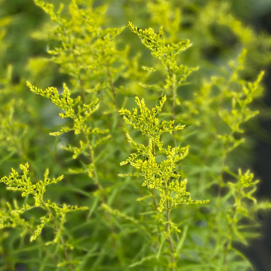 Sweet Goldenrod