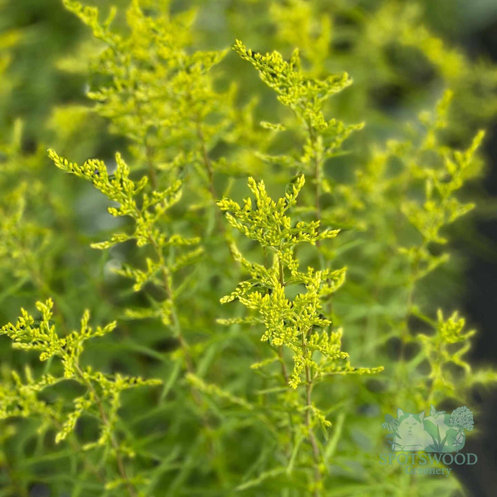 solidago-odora