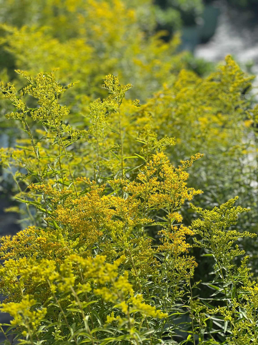 Sweet Goldenrod