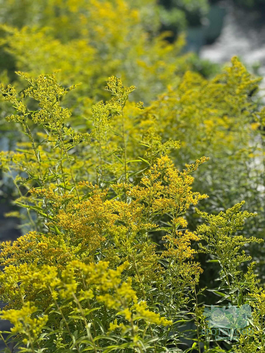 solidago-odora
