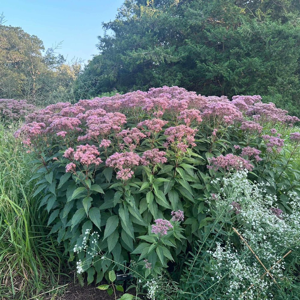 Sweet-Scented Joe-Pye Weed