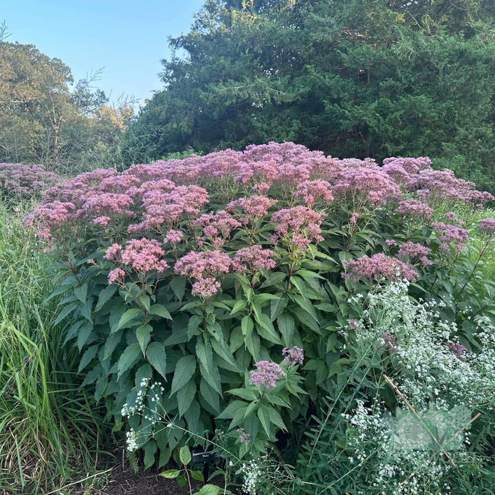 eupatorium-purpureum