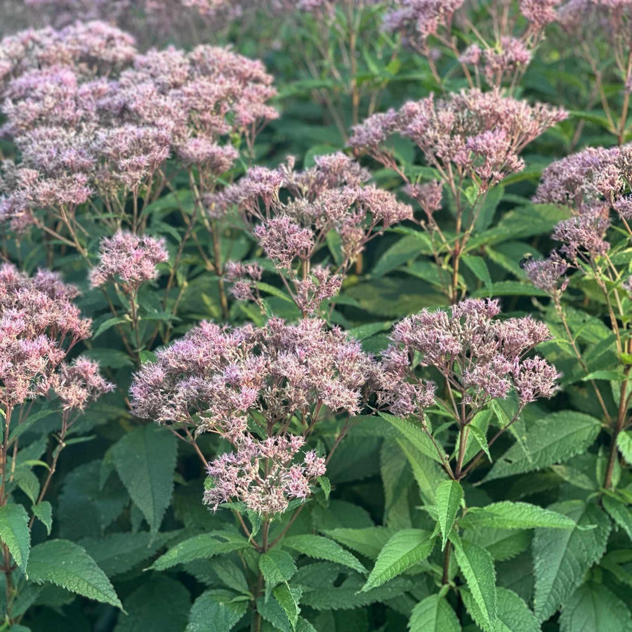 Sweet-Scented Joe-Pye Weed