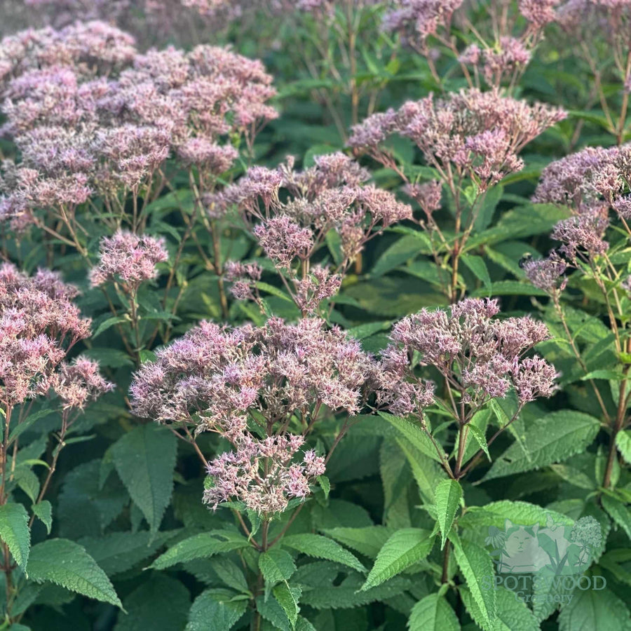 eupatorium-purpureum