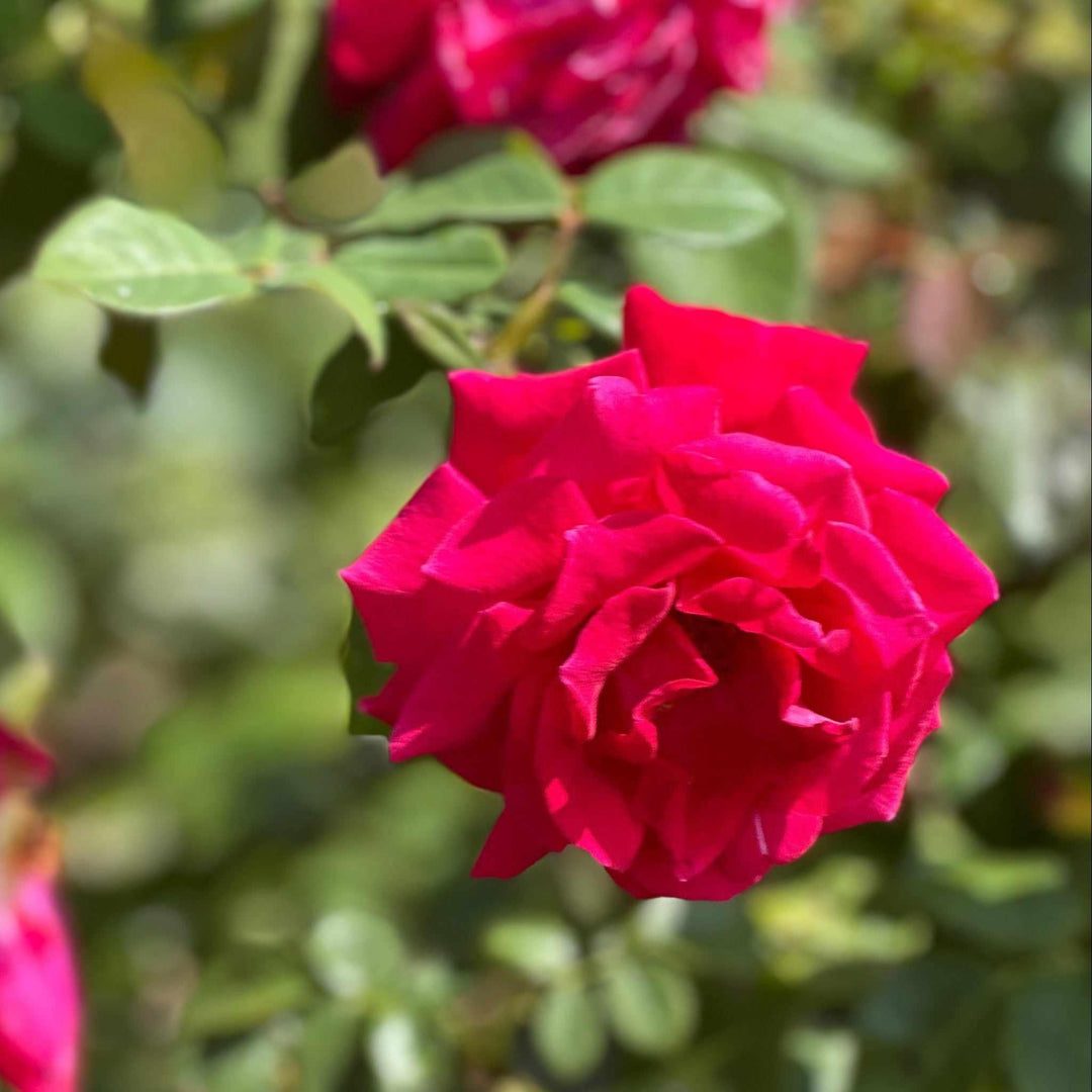Sweet Spirit Rose