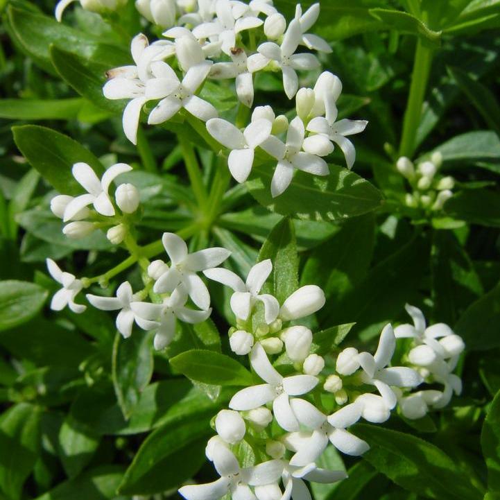 Sweet Woodruff