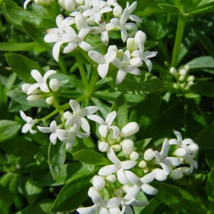 Sweet Woodruff