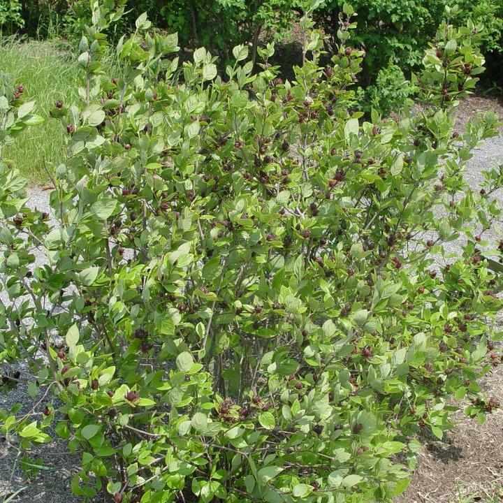Sweetshrub