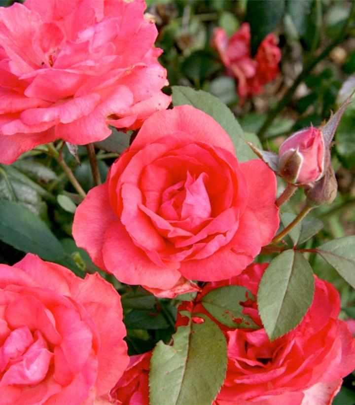 Tahitian Treasure Rose