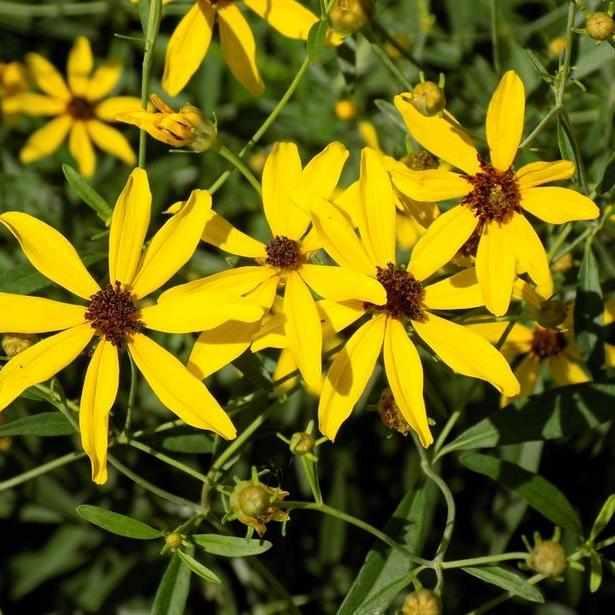 Tall Tickseed
