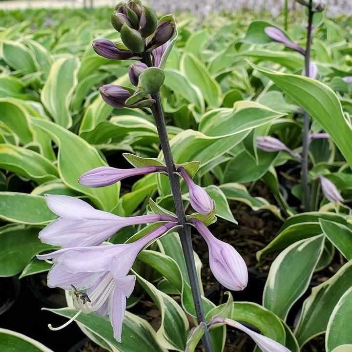 Tambourine Hosta