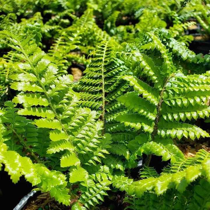 Tassel Fern