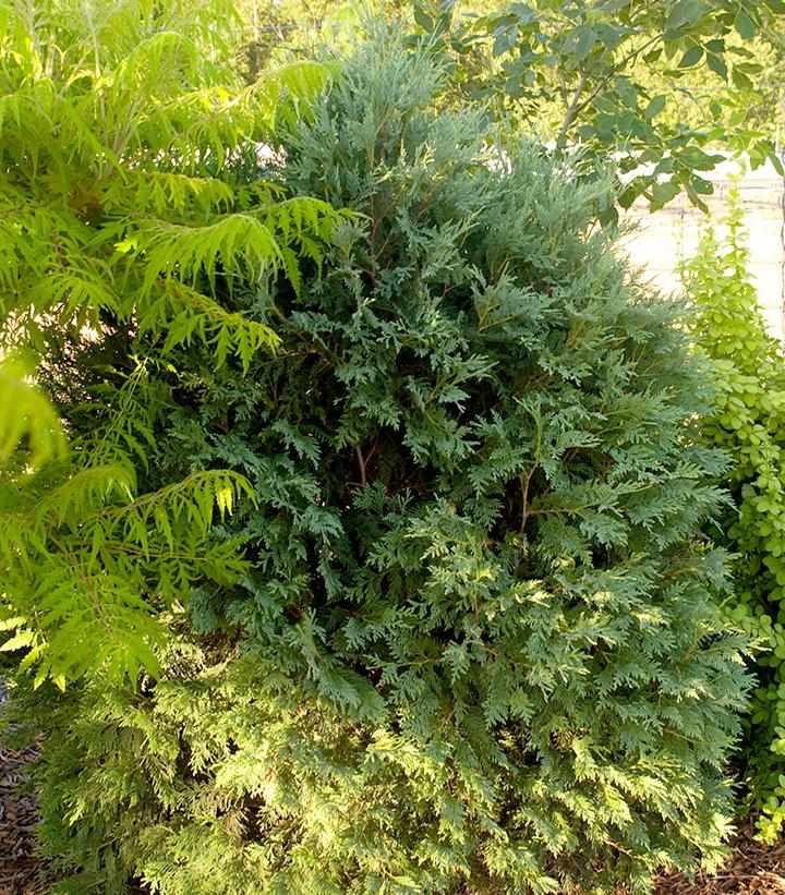 Technito® Arborvitae