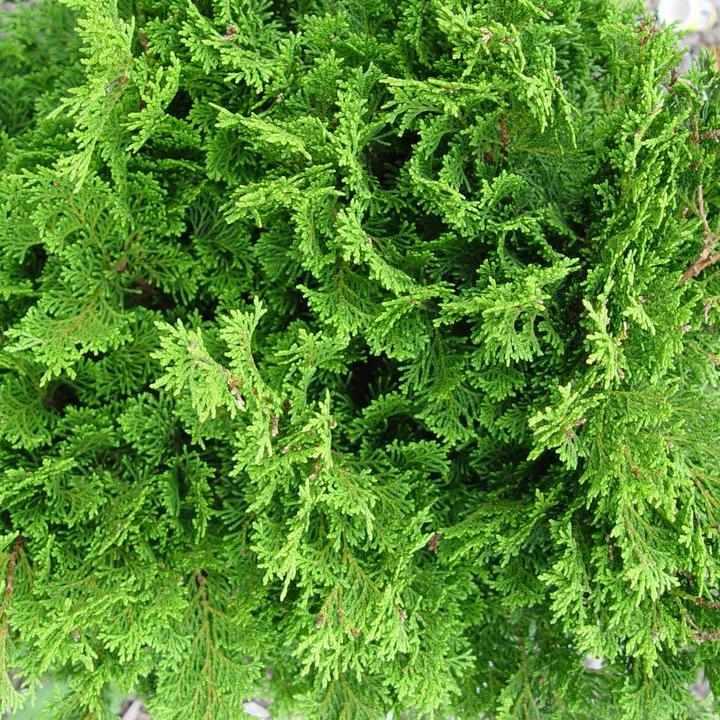 Templehof Hinoki Cypress