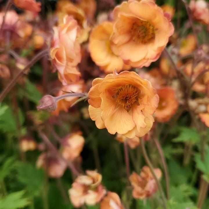 Tempo® Orange Avens