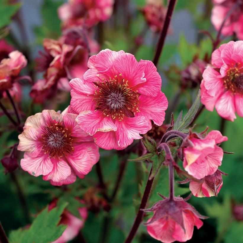 Tempo® Rose Avens