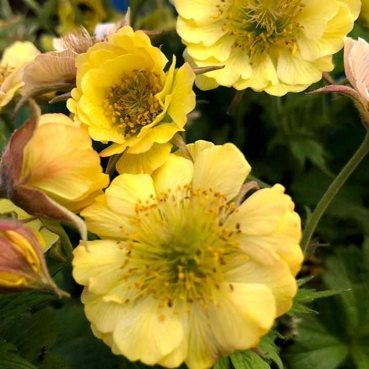 Tempo® Yellow Avens