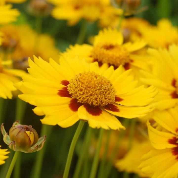 Tequila Sunrise Tickseed