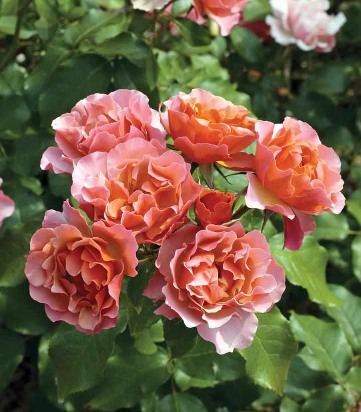 Tequila Supreme® Rose