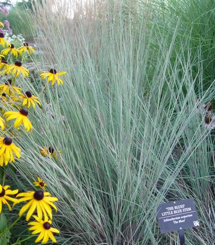 The Blues Little Bluestem