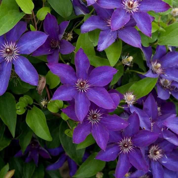 The President Clematis