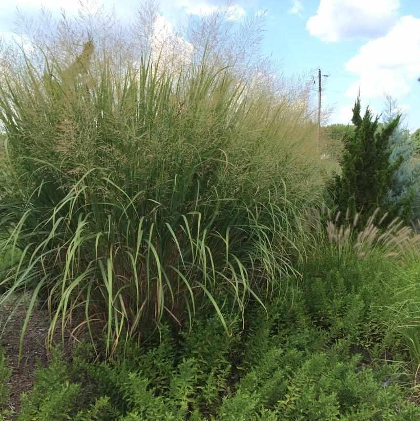 Thundercloud SwichGrass