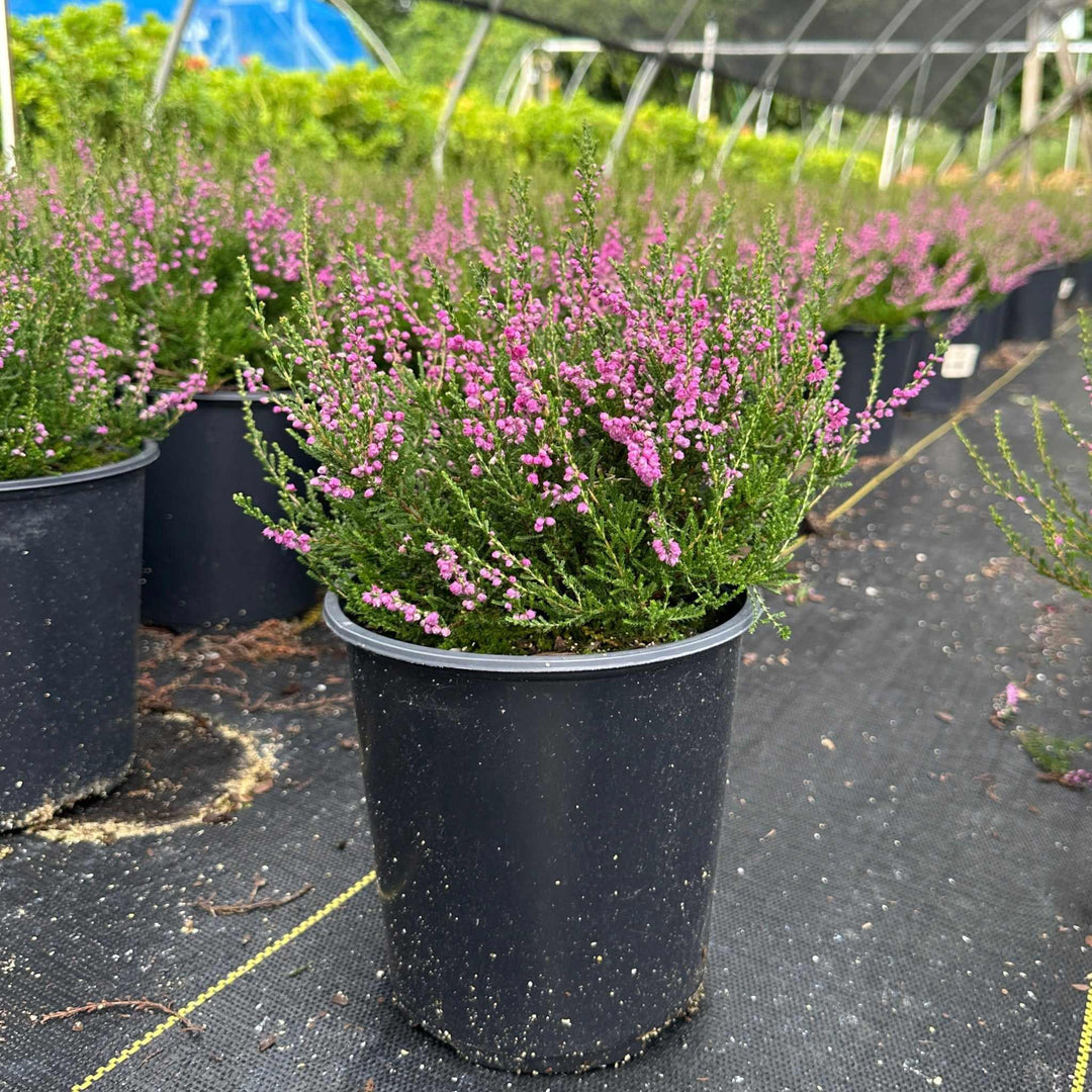Tib Heather