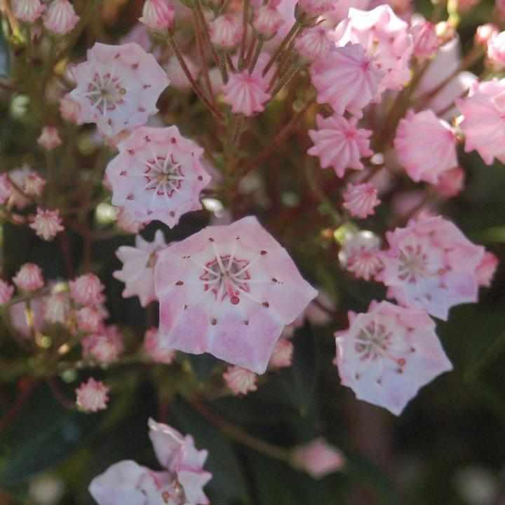 Shrubs