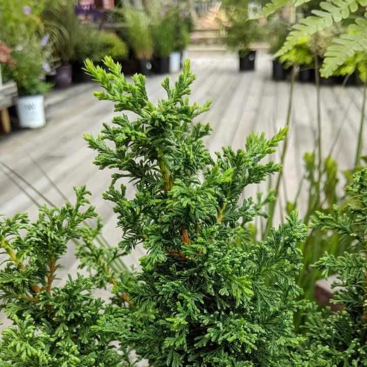 Top Point Dwarf White Cedar