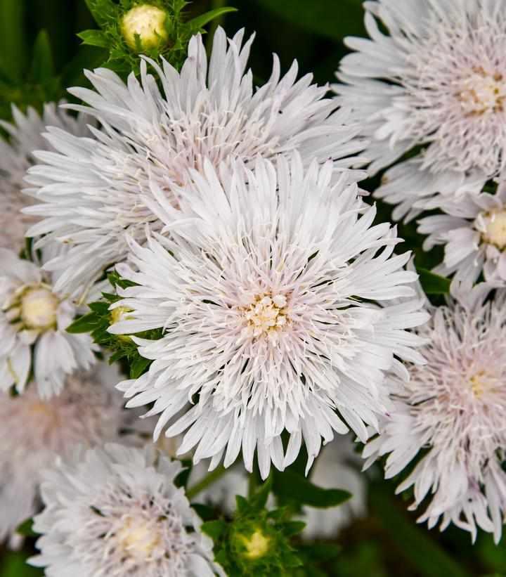 Totally Stoked™ Whitecaps Stoke's Aster