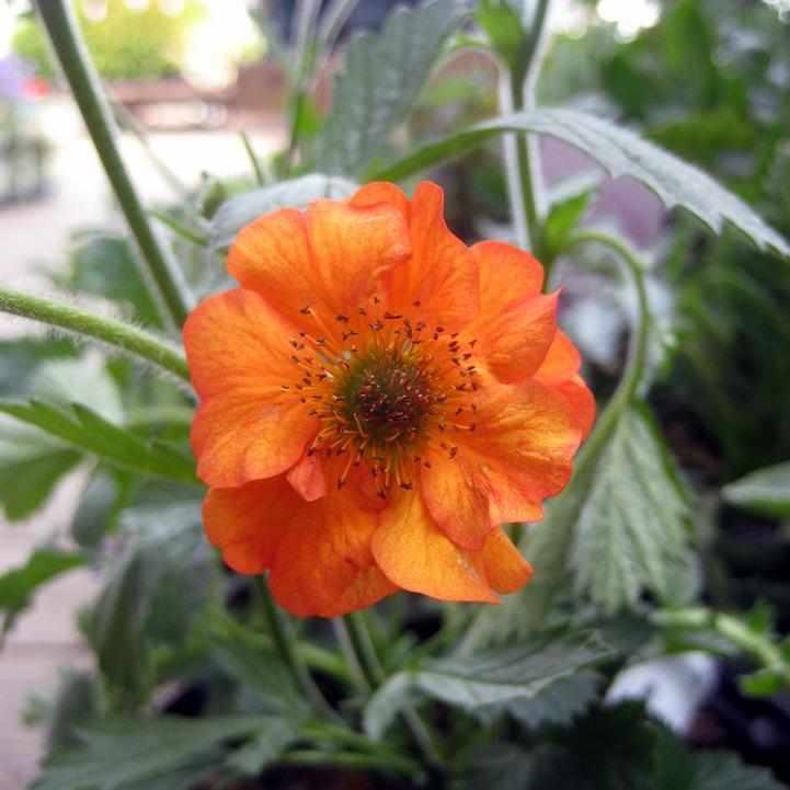 Totally Tangerine® Avens