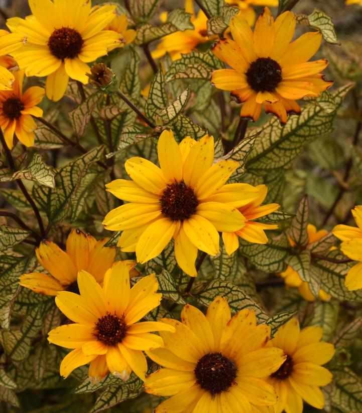Touch of Blus False Sunflower